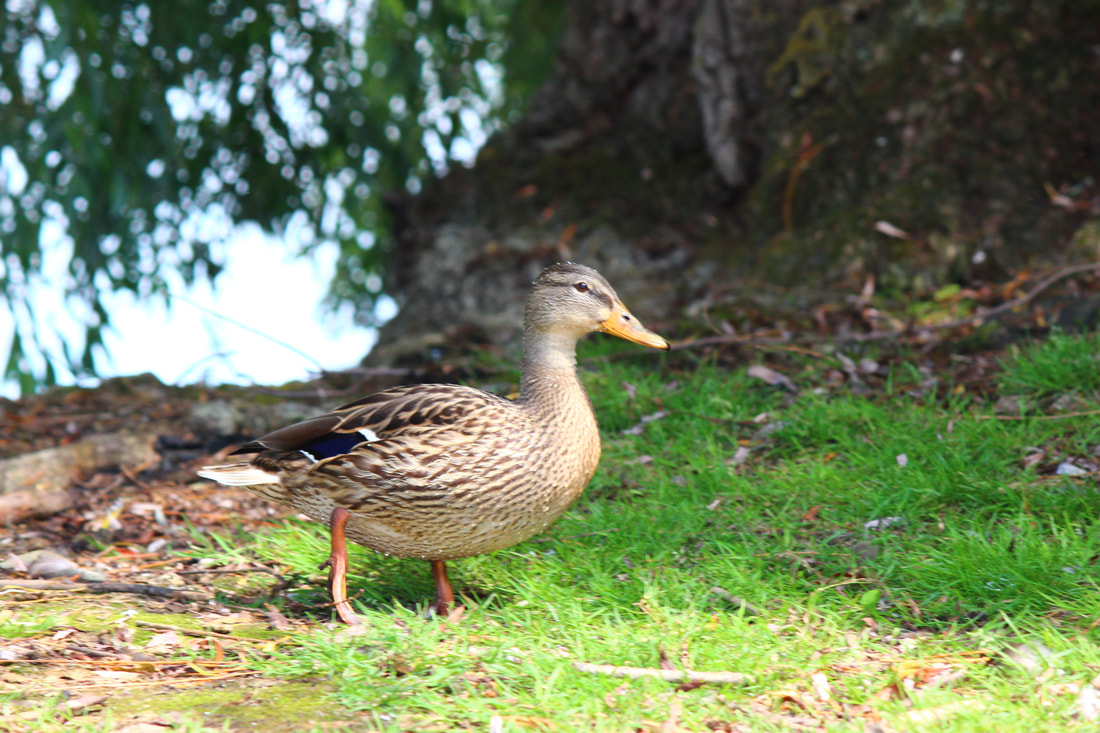 pittock park woodstock ontario 2022 - walking duck